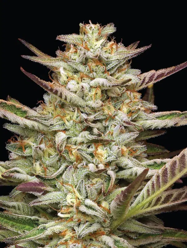 Gazzurple feminized cannabis buds with frosty, purple-tinged cola clusters dripping with trichomes, diesel aroma, sweet tart berry and creamy undertones—Humboldt Seed Company strain.