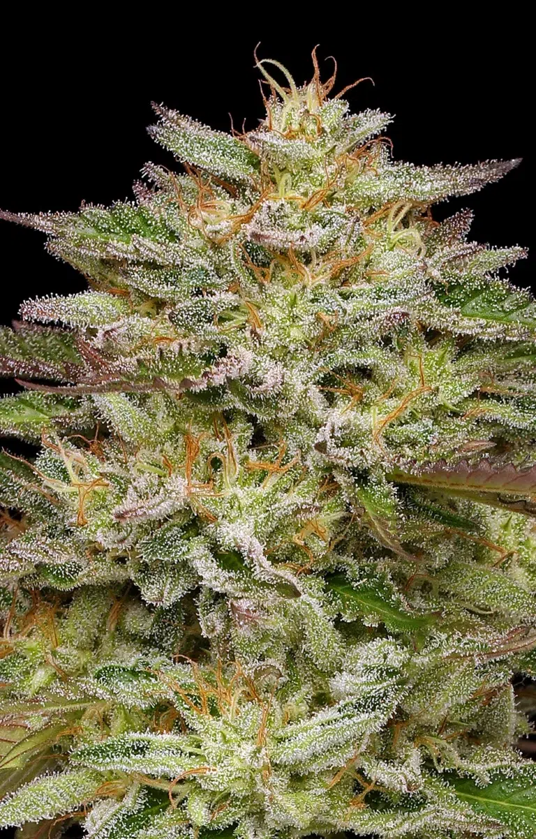 Golden Sands feminized cannabis buds with dense, resin-coated conical spears in bright green and purple hues, exuding OG gas funk and floral aroma—ideal for extraction.