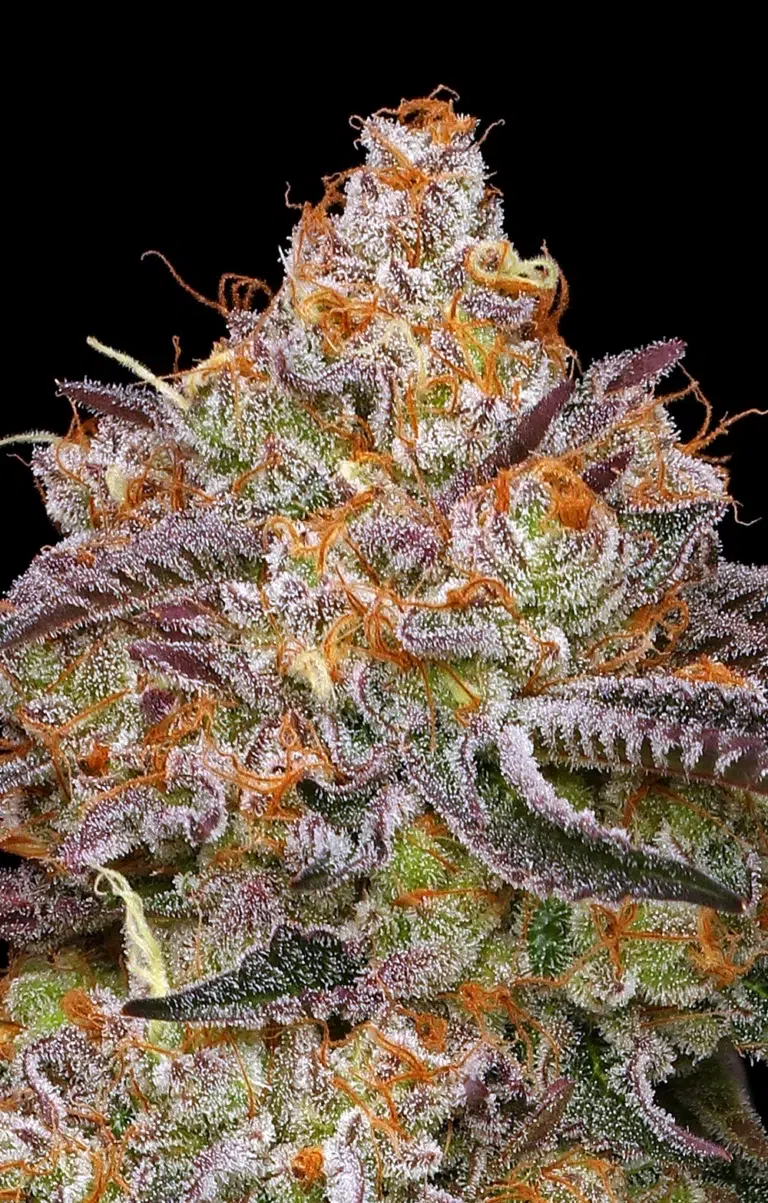Granny Candy feminized cannabis buds with frosty purple-red spear-shaped colas, dense trichomes and vivid strawberry-pineapple candy aroma with a hint of gas—Humboldt Seed Company strain.