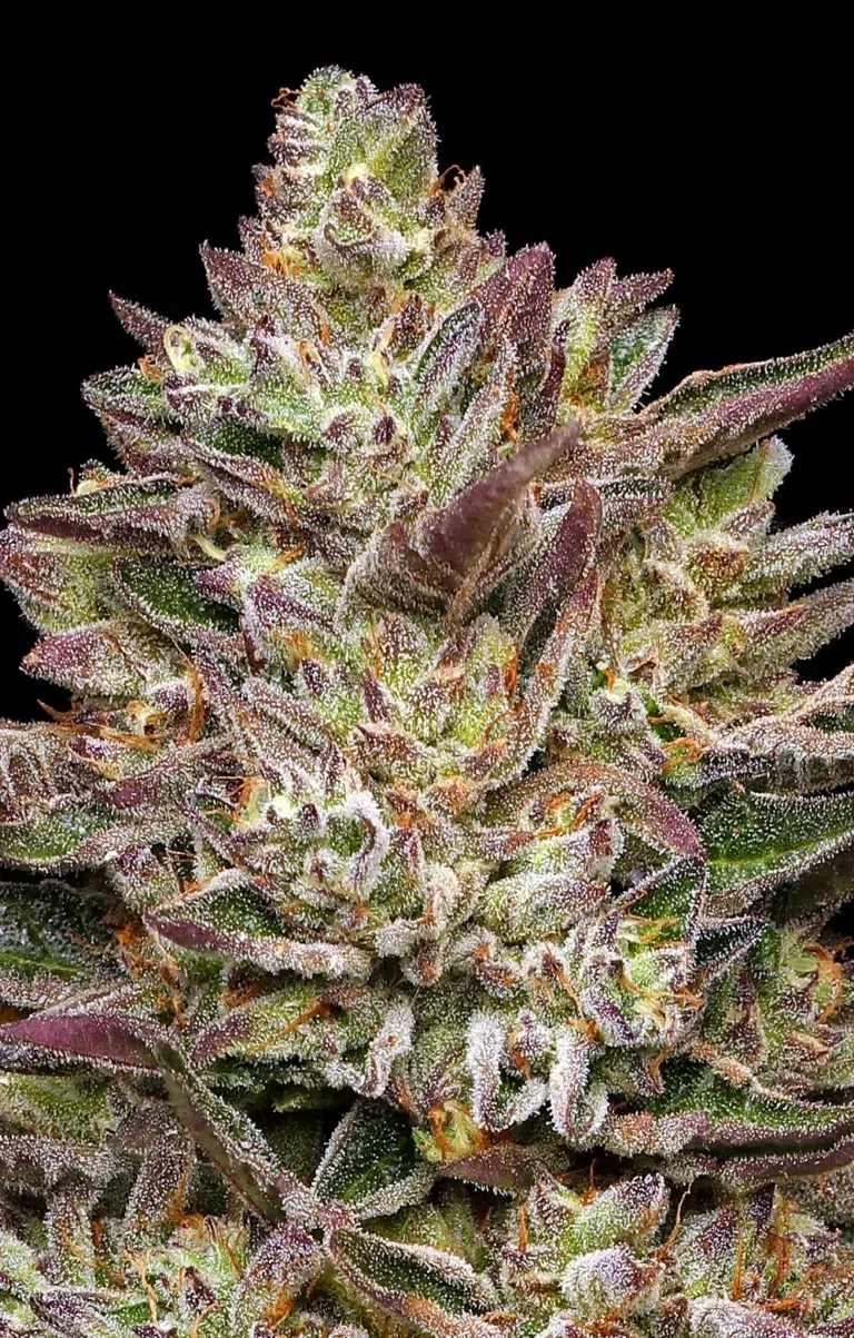 Guzzlerz feminized cannabis buds—dense, light green and purple, coated in trichomes, exuding chemical spill, ammonia, and gas funk aroma—Humboldt Seed Company strain.
