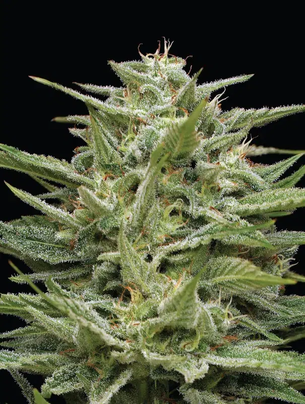 Hella Jelly feminized cannabis buds in vibrant purple and pink hues, frosty with trichomes, exuding cotton candy, berry, and tropical fruit aroma—Humboldt Seed Company strain.