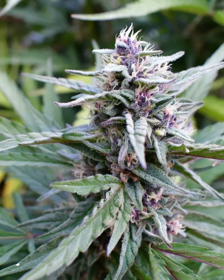 Hi-Biscus feminized cannabis buds—dense green and purple florals with sticky resin, exuding fruit punch, hibiscus, cherry and mango aromas—Humboldt Seed Company strain.