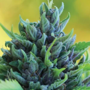 Humboldt Dream Auto cannabis strain by Humboldt Seed Company, autoflowering Blue Dream hybrid with sweet berry aroma, dense resinous buds, and high-yield fast cycle.