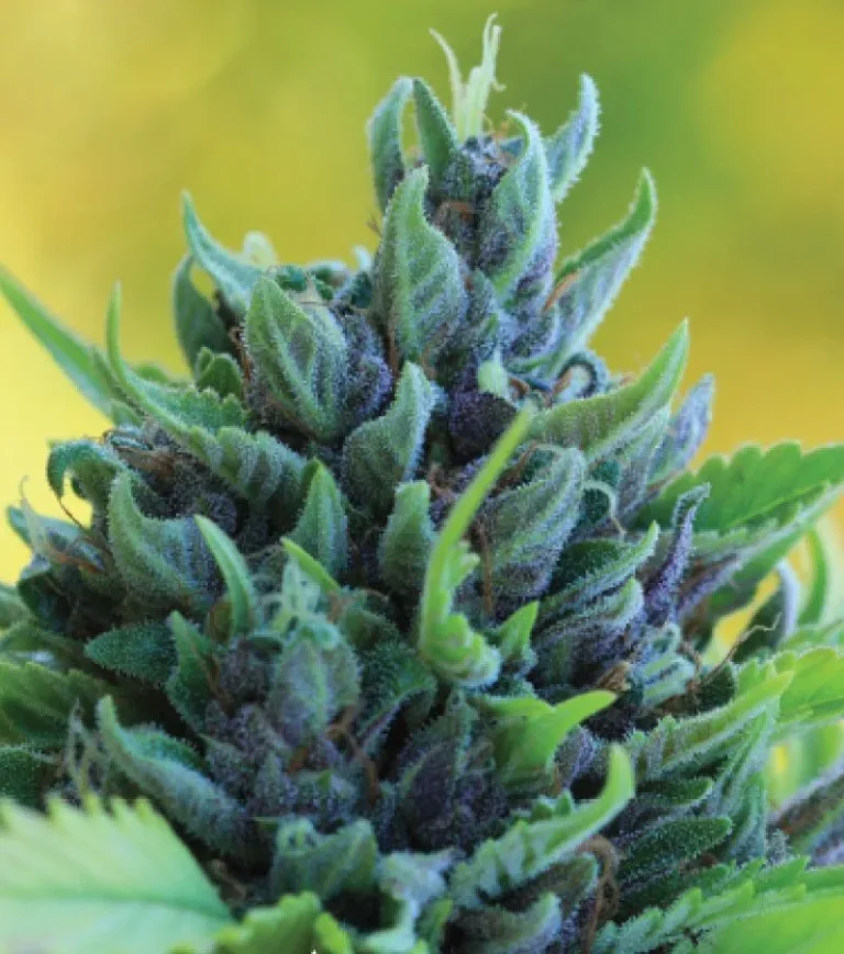 Massive resin-coated cannabis colas with blueberry and pine aroma—dense, towering, and dripping with trichomes, exuding sweet berry tones and forest freshness.