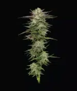 Humboldt Headband Auto - Image 2