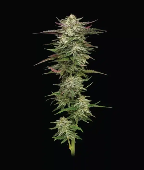 Humboldt Headband Auto - Image 2
