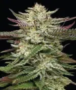 Humboldt Headband Auto cannabis strain by Humboldt Seed Company, autoflowering hybrid with gassy diesel aroma, high yield, and resin-rich buds for fast harvests.
