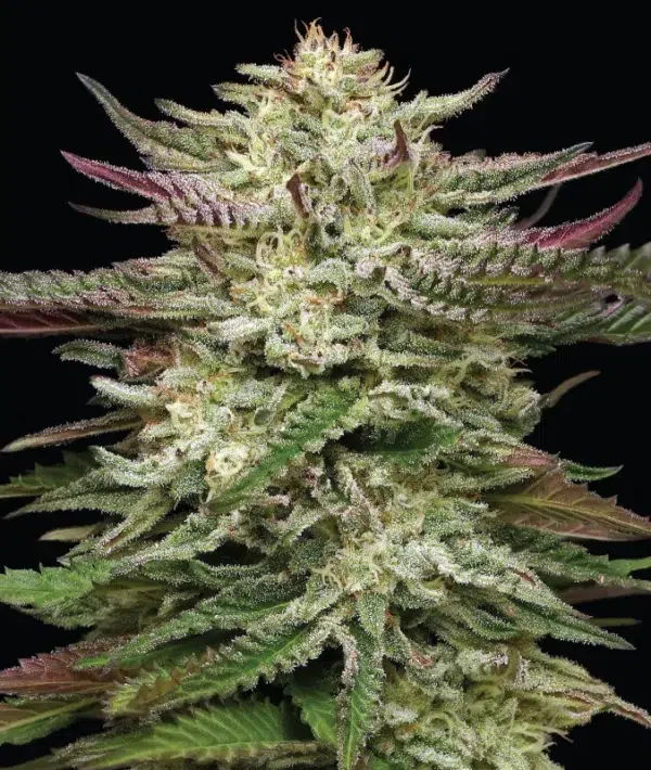 Humboldt Headband Auto cannabis strain by Humboldt Seed Company, autoflowering hybrid with gassy diesel aroma, high yield, and resin-rich buds for fast harvests.