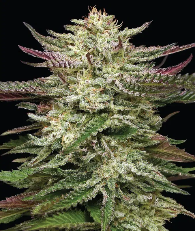 Humboldt Headband Auto cannabis strain by Humboldt Seed Company, autoflowering hybrid with gassy diesel aroma, high yield, and resin-rich buds for fast harvests.