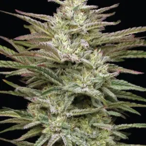 Jelly Donutz Auto cannabis strain by Humboldt Seed Company, autoflowering hybrid with candy-sweet and gassy terpenes, medium height, high yield, and resin-rich buds.