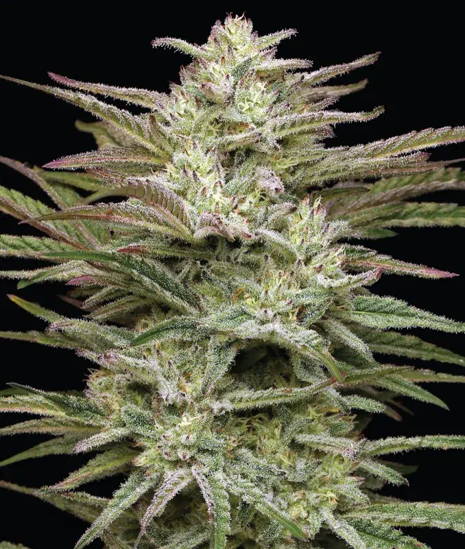 Jelly Donutz Auto cannabis strain by Humboldt Seed Company, autoflowering hybrid with candy-sweet and gassy terpenes, medium height, high yield, and resin-rich buds.