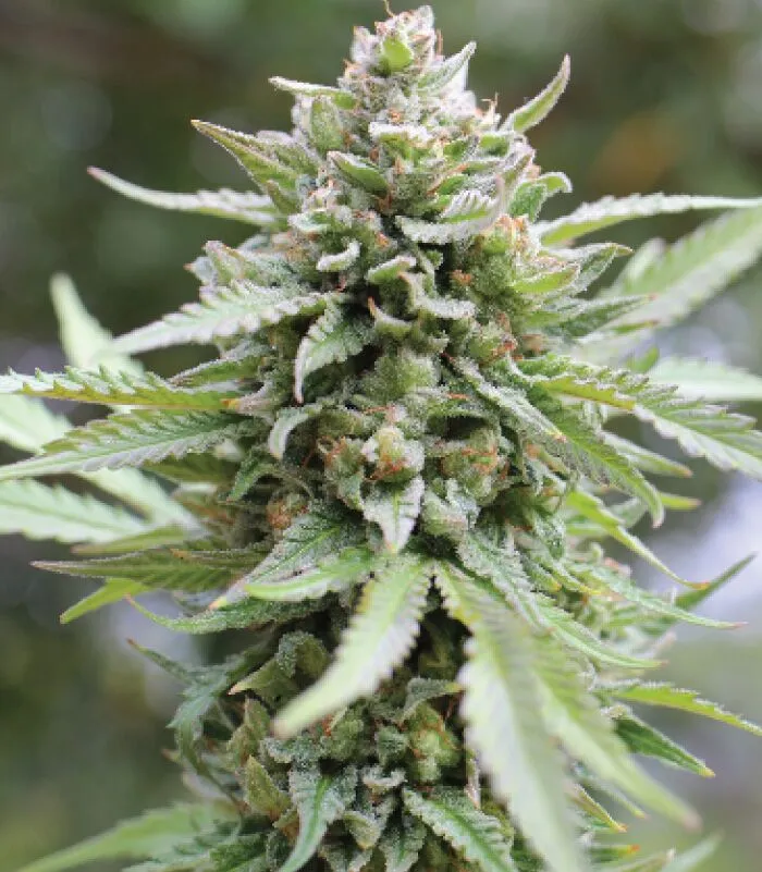 Tall, dense cannabis colas shimmering with trichomes—vivid lemon aroma with sour citrus edge and subtle fuel depth, bursting with flavor and frost.