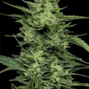 “Dense lime-green cannabis buds coated in shimmering trichomes—bursting with fresh lime aroma, fizzy soda notes, and sour citrus tang.”