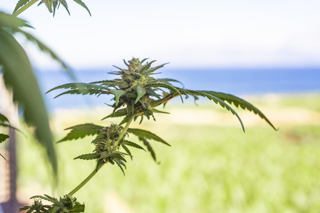 "Cannabis plant growing outdoors on a farm, trained with Low-Stress Training (LST) techniques to spread its branches evenly, exposing multiple bud sites under natural sunlight."