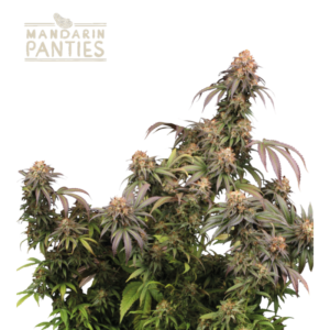 “Mandarin Panties© by Seedstockers: dense, resin-covered buds with green and amber hues; aroma of sour cherry, sweet liqueur, and citrus; sativa-dominant hybrid with uplifting effects.”