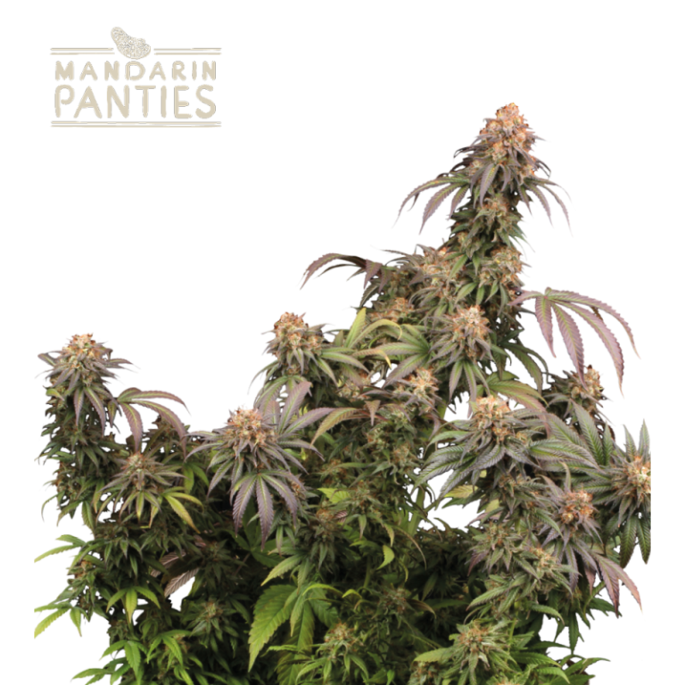 “Mandarin Panties© by Seedstockers: dense, resin-covered buds with green and amber hues; aroma of sour cherry, sweet liqueur, and citrus; sativa-dominant hybrid with uplifting effects.”