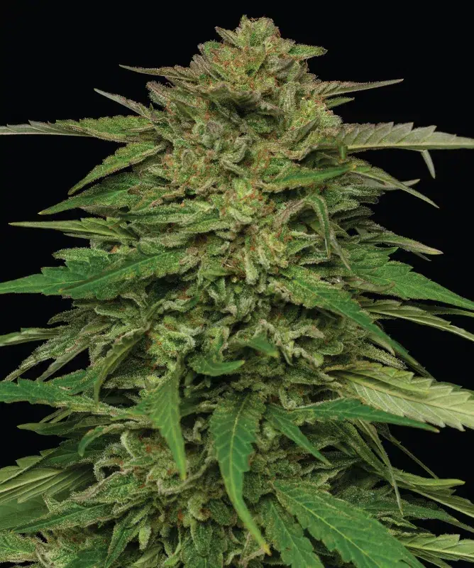Mango Sherbert Auto cannabis strain by Humboldt Seed Company, autoflowering hybrid with tropical mango and sherbet terpene profile, medium height, high yield, resin-coated buds.