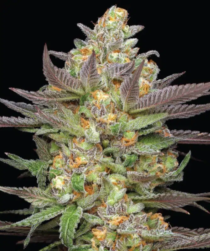 Mint Jelly Auto cannabis strain by Humboldt Seed Company, autoflowering hybrid with sweet candy, berry, and mint flavors, medium height, high yield, resin-rich buds.