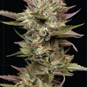 “Dense, compact cannabis buds sparkling with frost and purple streaks—earthy-spicy aroma with creamy sweetness and a hint of gas, evoking dreamy cloudscapes.”
