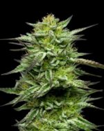 Resin-glazed cannabis buds with vibrant mint-green frosting—bursting with spearmint and menthol aroma layered over earthy skunk depth, evoking chilly alpine freshness.