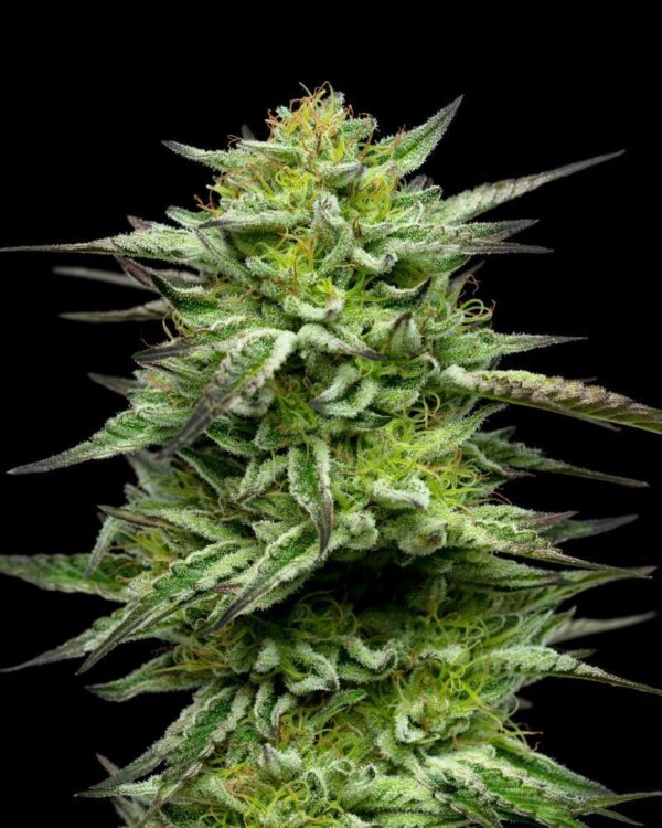 Resin-glazed cannabis buds with vibrant mint-green frosting—bursting with spearmint and menthol aroma layered over earthy skunk depth, evoking chilly alpine freshness.