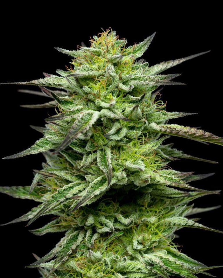 Resin-glazed cannabis buds with vibrant mint-green frosting—bursting with spearmint and menthol aroma layered over earthy skunk depth, evoking chilly alpine freshness.
