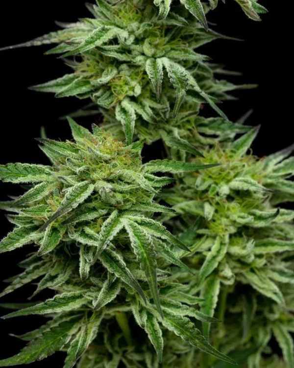 Mountaintop Mint - Image 2