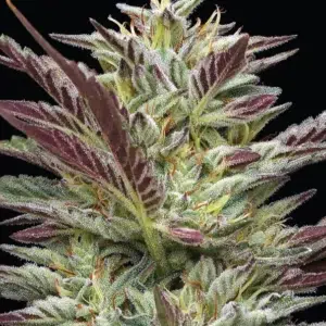 A lush, resin-coated cannabis plant full of dense buds, grown from Notorious THC by Humboldt Seed Company, showcasing frosty trichomes and sweet dessert-like appeal.