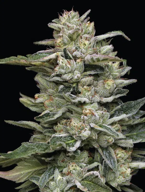A lush, resin-coated cannabis plant full of dense, frosty buds, grown from Nutter Budder by Humboldt Seed Company, showcasing sweet nutty and creamy dessert-like appeal.