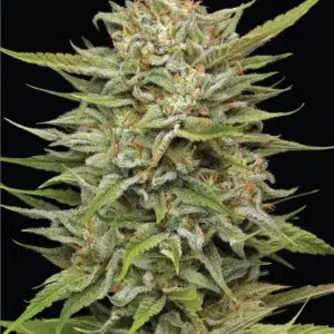OG Kush Auto cannabis strain by Humboldt Seed Company, autoflowering indica-dominant hybrid with earthy pine, lemon, and fuel flavors, medium height, high yield, resinous buds.