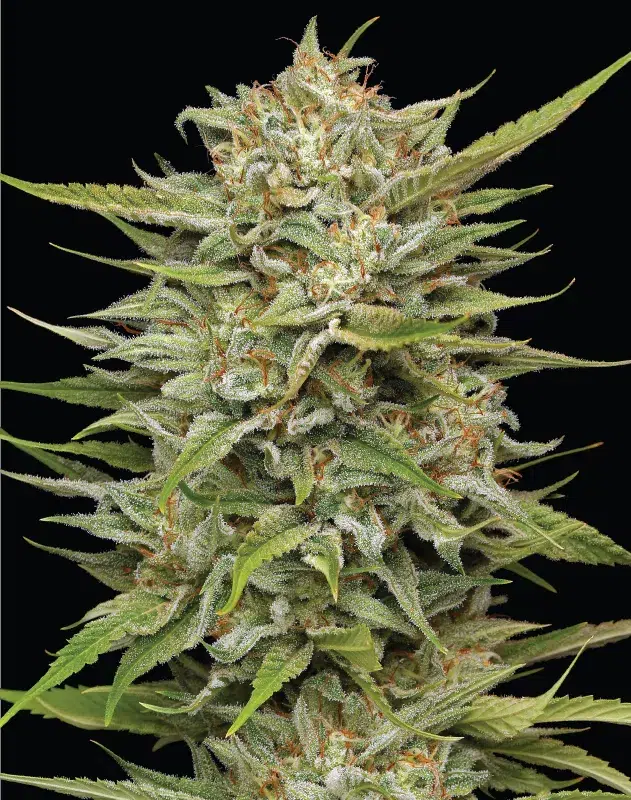 OG Kush Auto cannabis strain by Humboldt Seed Company, autoflowering indica-dominant hybrid with earthy pine, lemon, and fuel flavors, medium height, high yield, resinous buds.