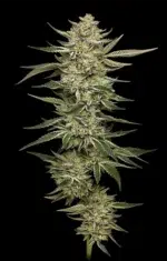 OG Triploid Auto - Image 2