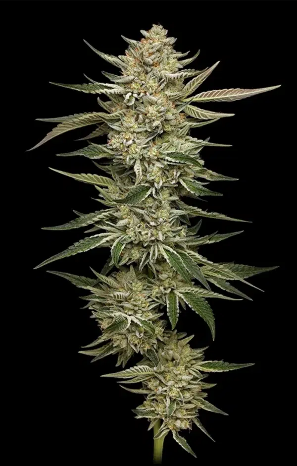 OG Triploid Auto - Image 2