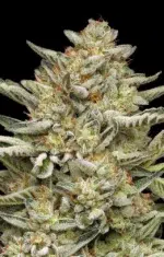 OG Triploid Auto cannabis strain by Humboldt Seed Company, autoflowering triploid indica-dominant hybrid with earthy pine, citrus, and fuel flavors, medium height, high yield, frosty dense buds.