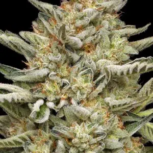 OG Triploid Auto cannabis strain by Humboldt Seed Company, autoflowering triploid indica-dominant hybrid with earthy pine, citrus, and fuel flavors, medium height, high yield, frosty dense buds.