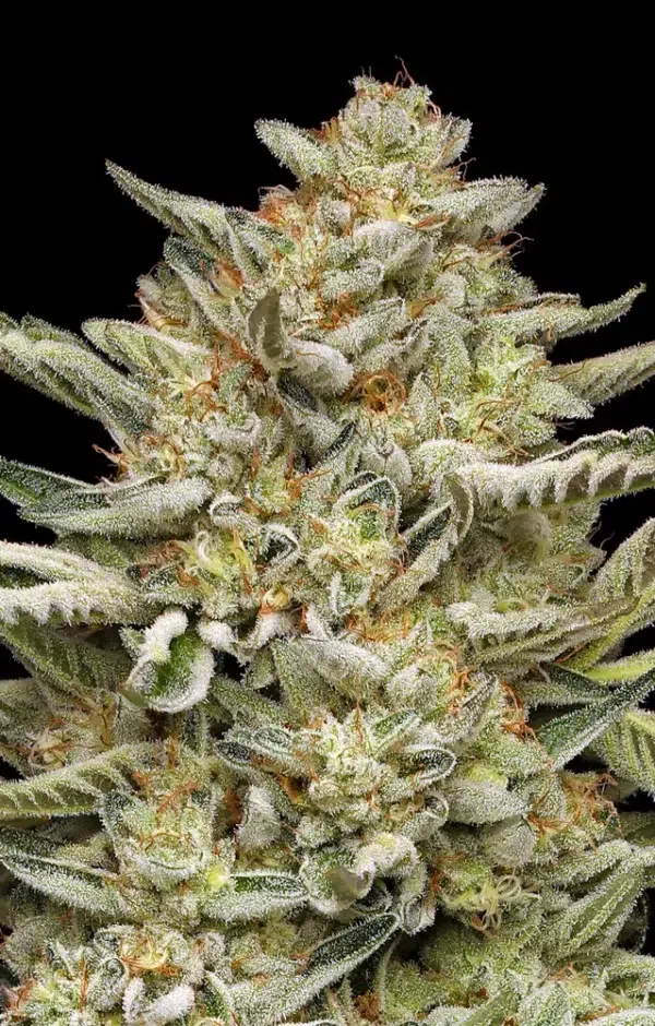 OG Triploid Auto cannabis strain by Humboldt Seed Company, autoflowering triploid indica-dominant hybrid with earthy pine, citrus, and fuel flavors, medium height, high yield, frosty dense buds.