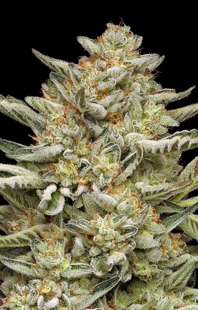 OG Triploid Auto cannabis strain by Humboldt Seed Company, autoflowering triploid indica-dominant hybrid with earthy pine, citrus, and fuel flavors, medium height, high yield, frosty dense buds.