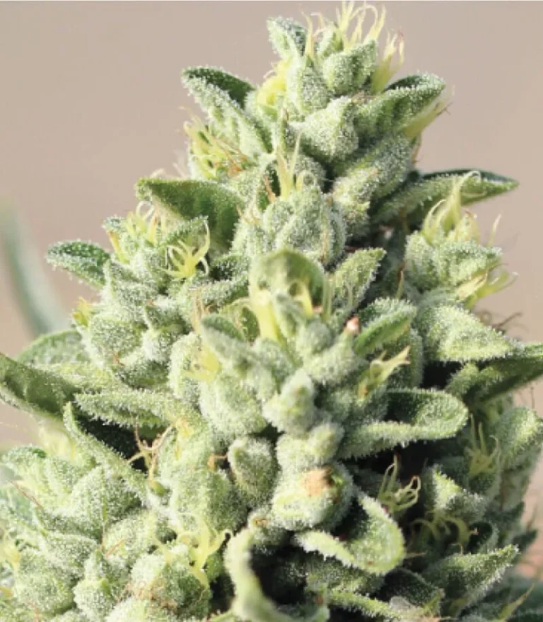 A robust cannabis plant with dense, resinous buds, grown from Old Growth OG by Humboldt Seed Company, showcasing its earthy, pine, and diesel-rich character.