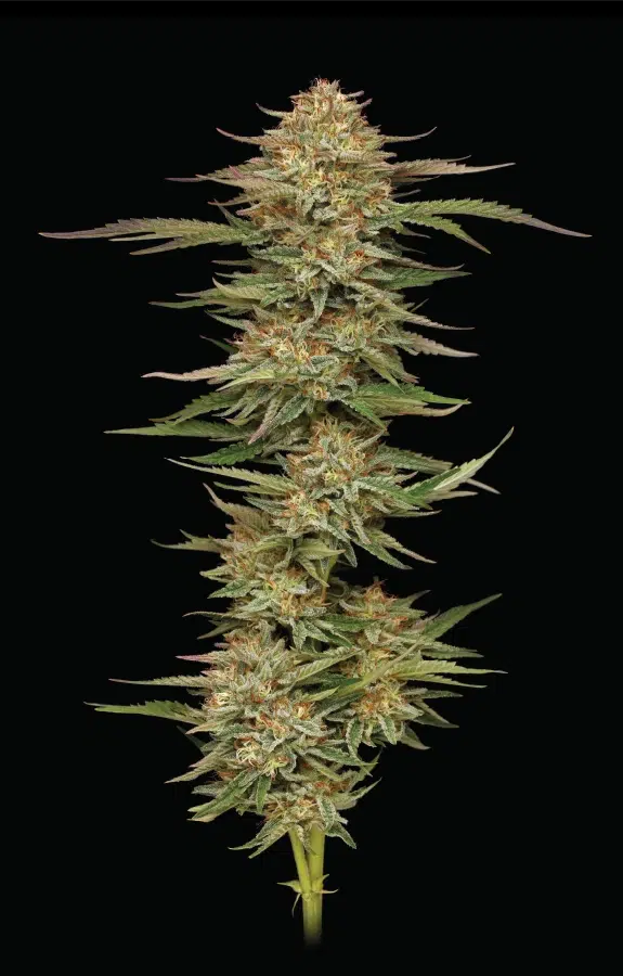 A vibrant cannabis plant with frosty, orange-accented buds, grown from Orange Creampop by Humboldt Seed Company, showcasing its citrus-sweet and creamy aroma.