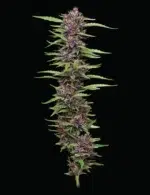 PPD Auto (Purple Panty Dropper) - Image 2