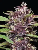 PPD Auto cannabis strain by Humboldt Seed Company, autoflowering indica-dominant hybrid with purple buds, berry-grape flavors, medium height, high yield, and heavy resin production.