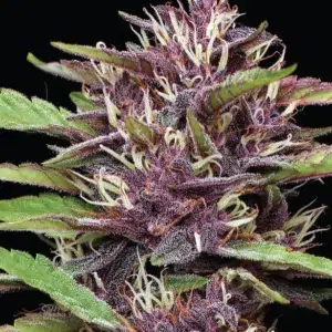 PPD Auto cannabis strain by Humboldt Seed Company, autoflowering indica-dominant hybrid with purple buds, berry-grape flavors, medium height, high yield, and heavy resin production.