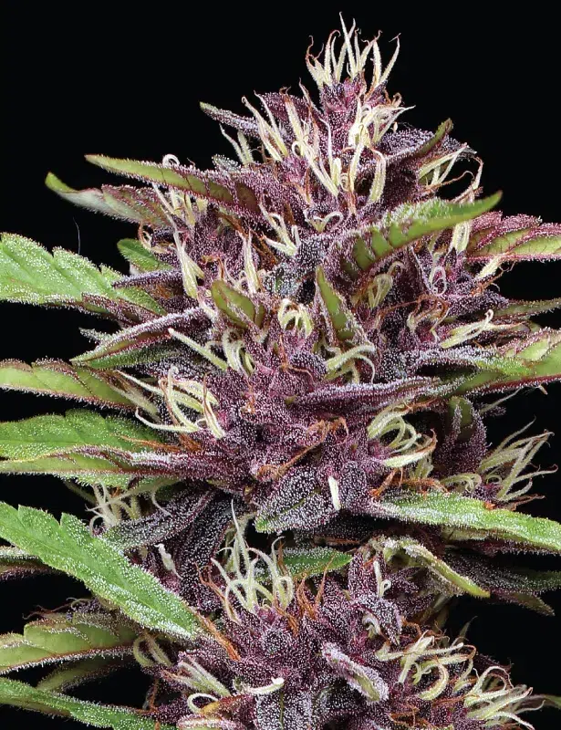 PPD Auto cannabis strain by Humboldt Seed Company, autoflowering indica-dominant hybrid with purple buds, berry-grape flavors, medium height, high yield, and heavy resin production.