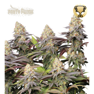 “Panty Punch by Seedstockers — dense, trichome-coated buds with deep purple hues and fiery pistils, offering a fruity-herbal aroma with earthy and spicy OG Kush notes.”
