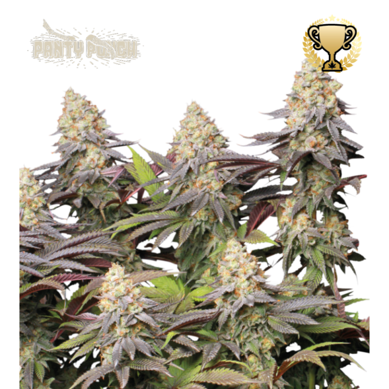 “Panty Punch by Seedstockers — dense, trichome-coated buds with deep purple hues and fiery pistils, offering a fruity-herbal aroma with earthy and spicy OG Kush notes.”