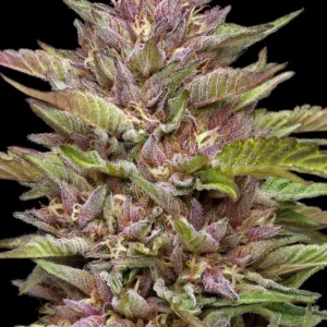 Pineapple Muffin Auto cannabis strain by Humboldt Seed Company, autoflowering hybrid with tropical pineapple and muffin flavors, medium height, high yield, and resinous colorful buds.
