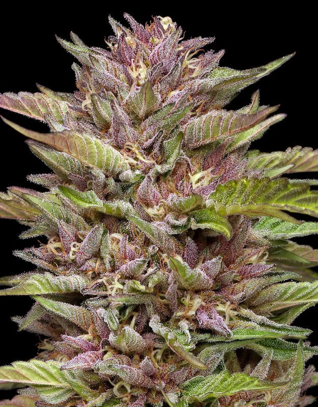 Pineapple Muffin Auto cannabis strain by Humboldt Seed Company, autoflowering hybrid with tropical pineapple and muffin flavors, medium height, high yield, and resinous colorful buds.