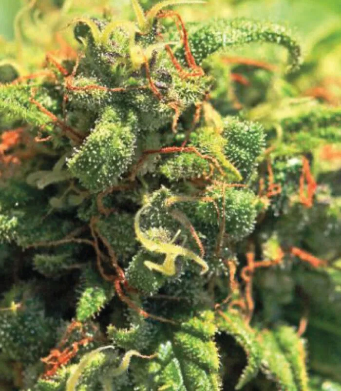A vibrant cannabis plant with frosty, colorful buds showing golden and purple hues, cultivated from Pineapple Upside Down Cake by Humboldt Seed Company.