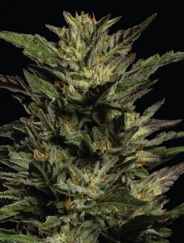 A lush cannabis plant with frosty green buds and subtle purple accents, cultivated from Pistachio by Humboldt Seed Company.