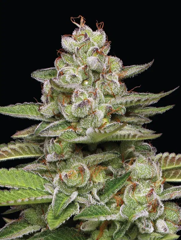 Poddy Mouth feminized cannabis buds—dense minty-green and purple trichome-rich bracts with fuel-forward, earthy, and sweet aromatics—Humboldt Seed Company strain.